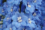 Blue delphinium button